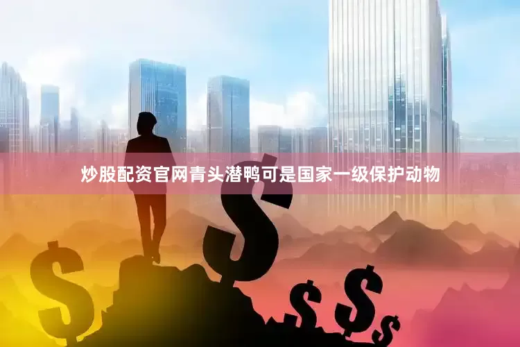 炒股配资官网青头潜鸭可是国家一级保护动物